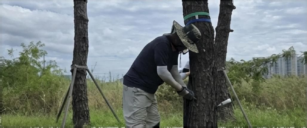On-site installation: a technician attaching an IoT sensor to a tree