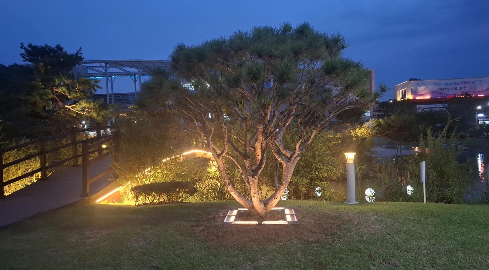 Night view: a single mature pine beside a bridge deck, lit by in-ground lights